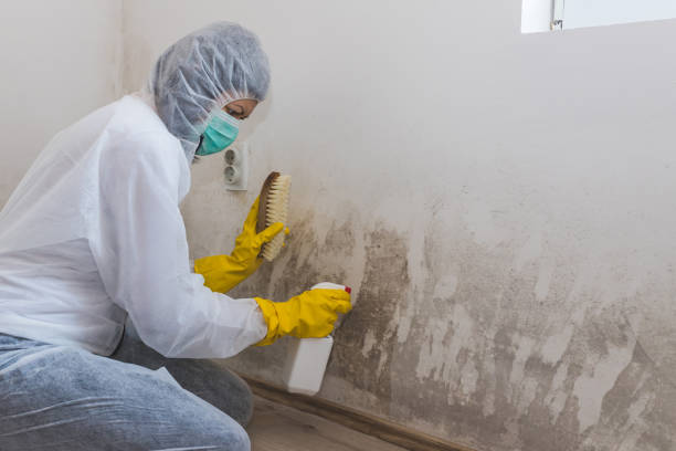 Best Industrial Mold Remediation in Oakes, ND