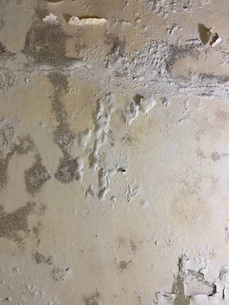 Trusted Oakes, ND Mold Remediation Experts