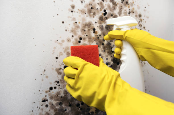 Best Black Mold Remediation in Oakes, ND